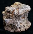 Bargain Edmontosaurus Vertebrae - South Dakota #9884-2